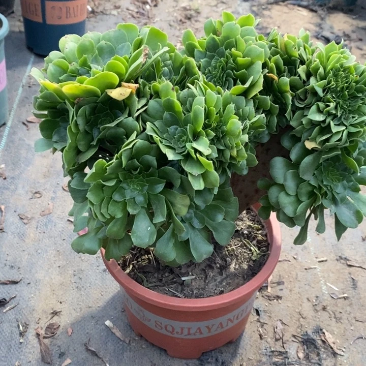 绿玫瑰缀26多肉植物法师法师