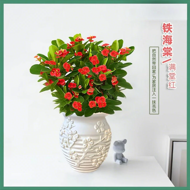 铁海棠盆栽四季种植开花植物室内客厅种植虎刺梅带花发货