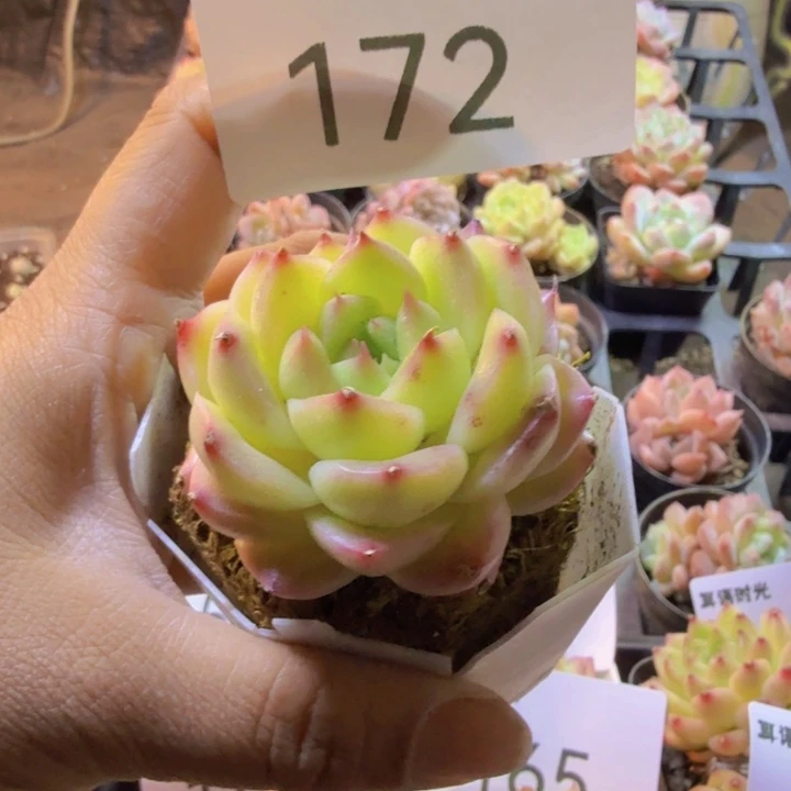 172.qqqqqqwwwwwww