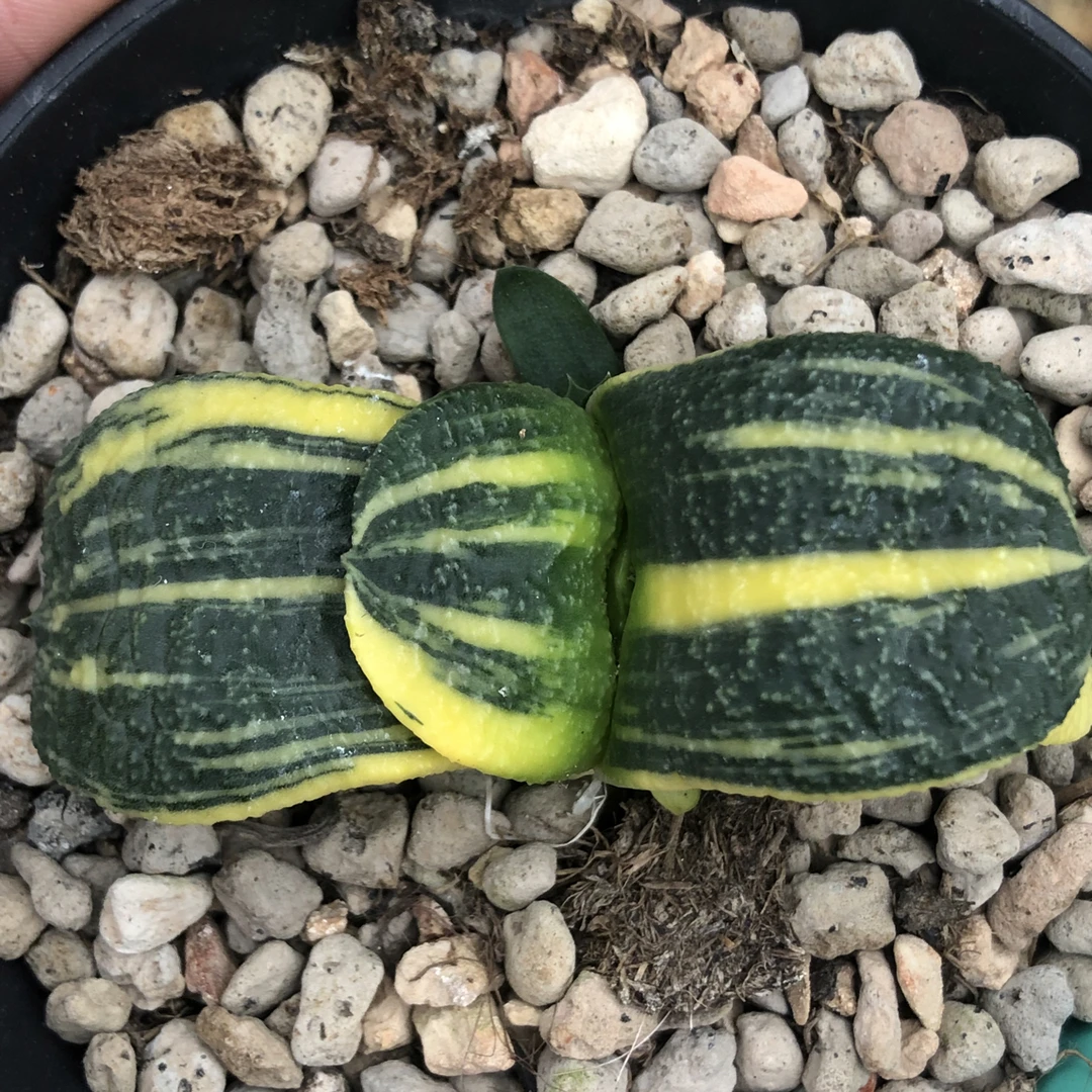 多肉植物卧牛锦极上斑锦短厚叶卧牛锦