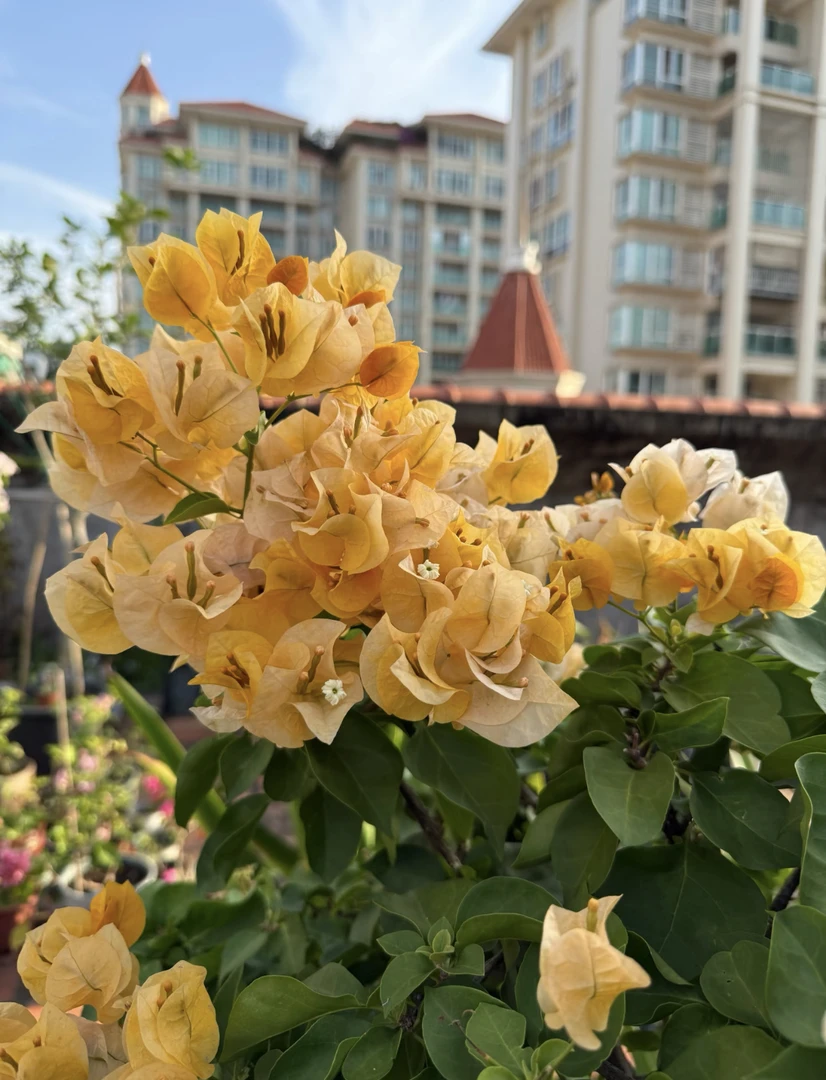 【光之国】【暗斑浅黄】1加仑三角梅 阳台庭院盆栽观赏植物