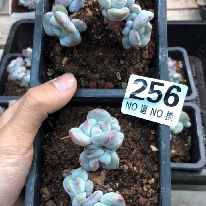 星影石榴籽福利出咯 256
