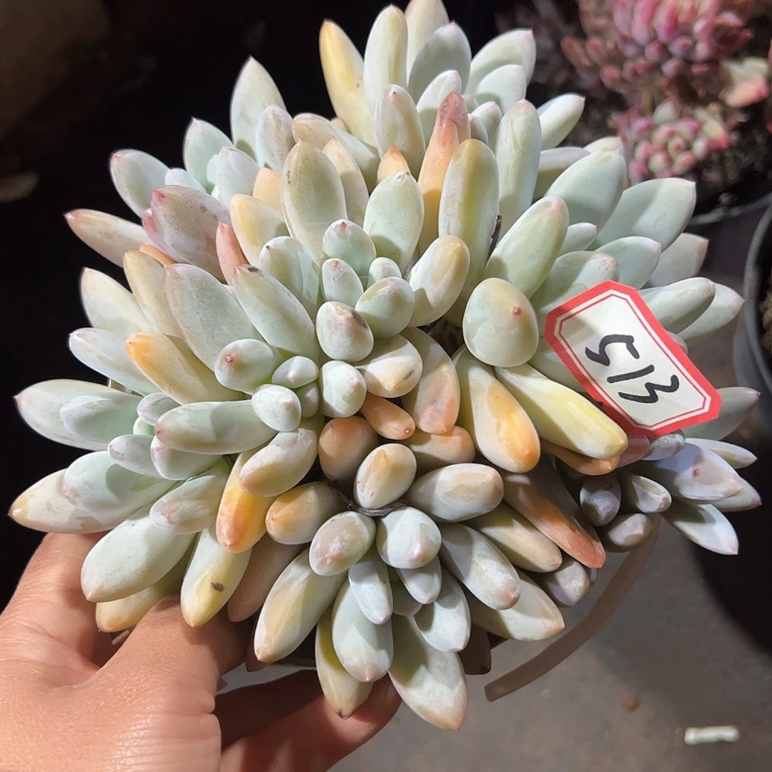 香所老桩，一物一拍