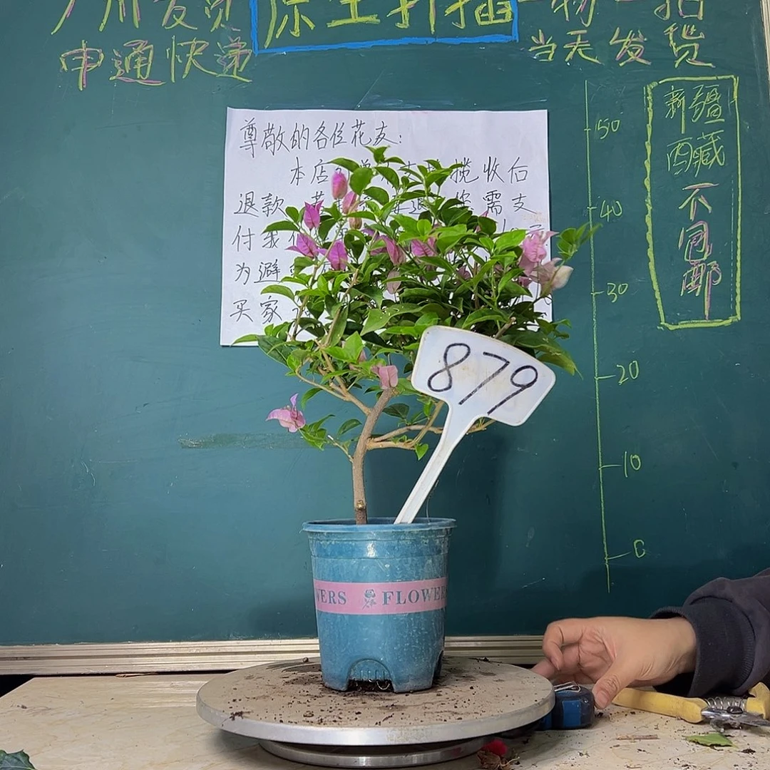 当前无花栽培后可以开花巴西紫879