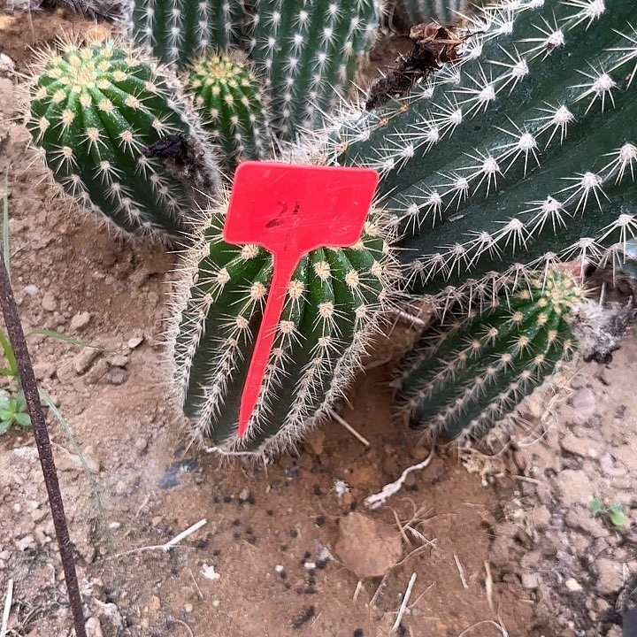 邓***꧔21号毛花柱托马斯幔30的