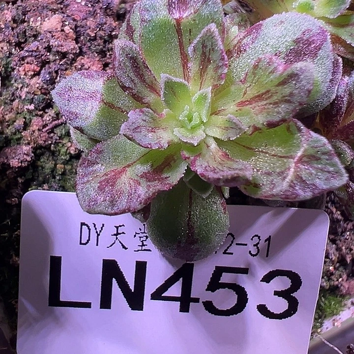 露妮453妖姬纹蕾丝带冰晶永夜龙吻侧芽群