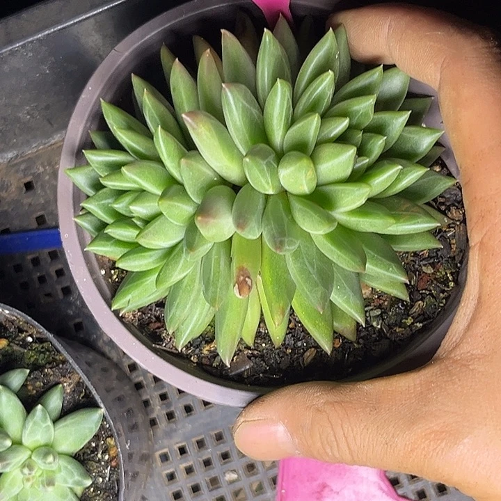 多肉植物绿泡泡258
