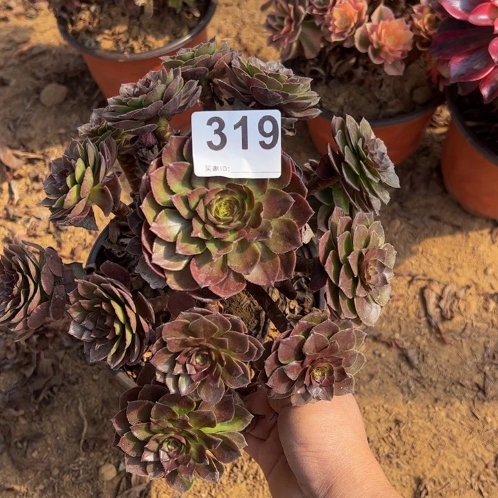 黑魔多肉植物319