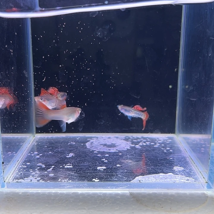 孔雀鱼金属红蕾丝2对