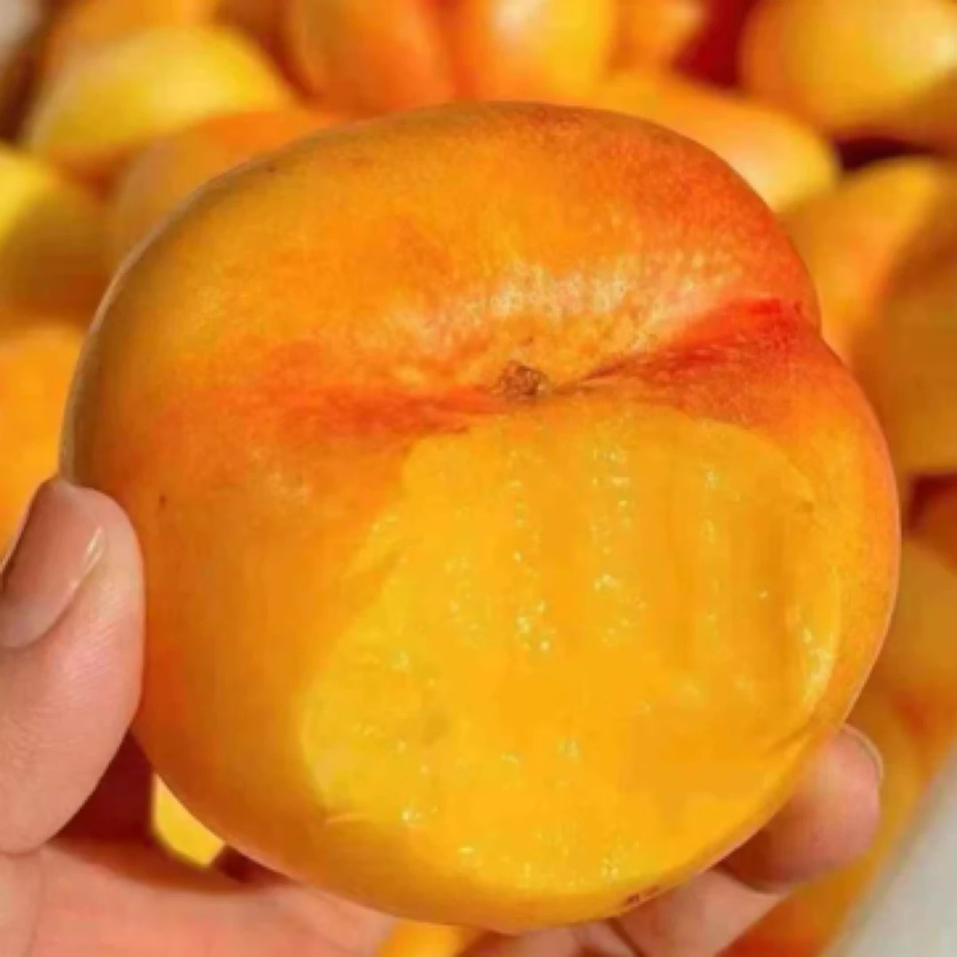 【军哥严选】山东蒙阴彩虹油蟠桃3斤装（非礼盒）