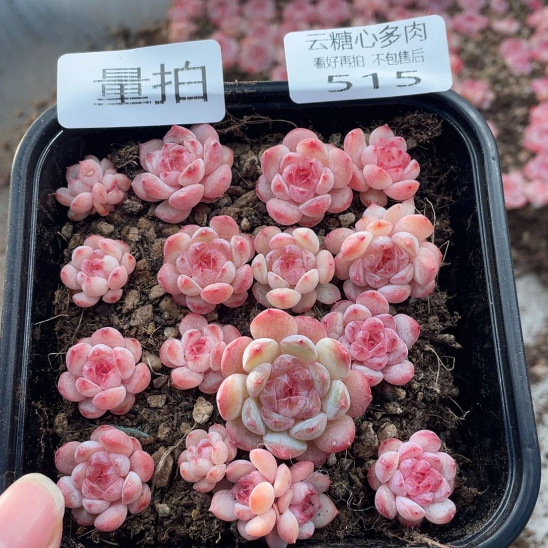 云糖心多肉植物515