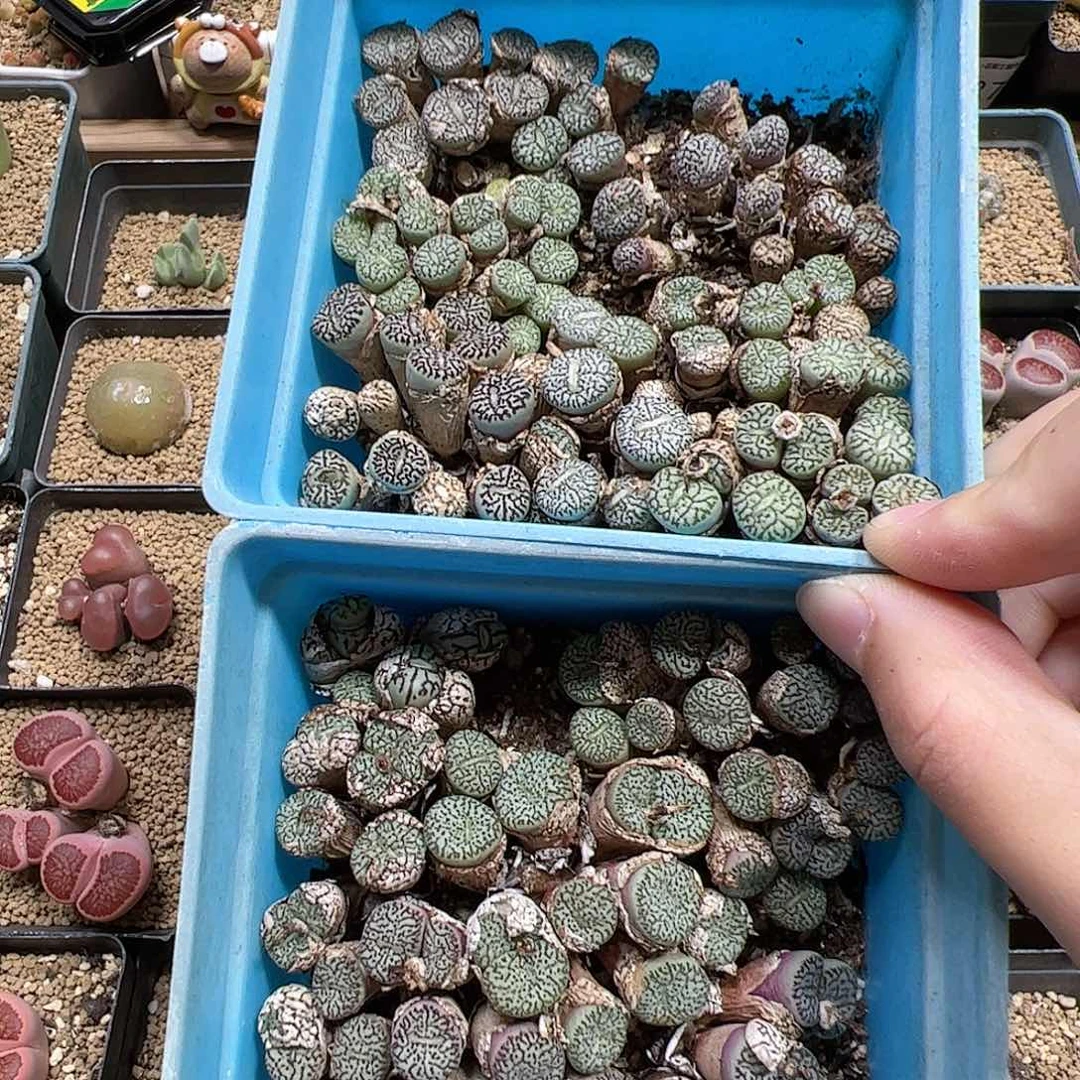 【闪购商品】353 超墨