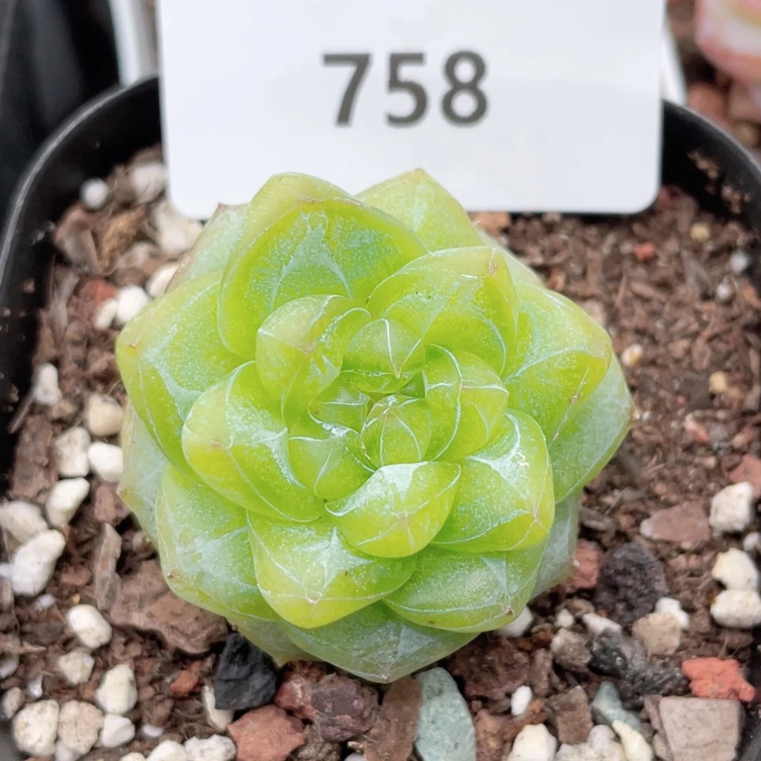 758号糖心冰心珍妮 瑕疵