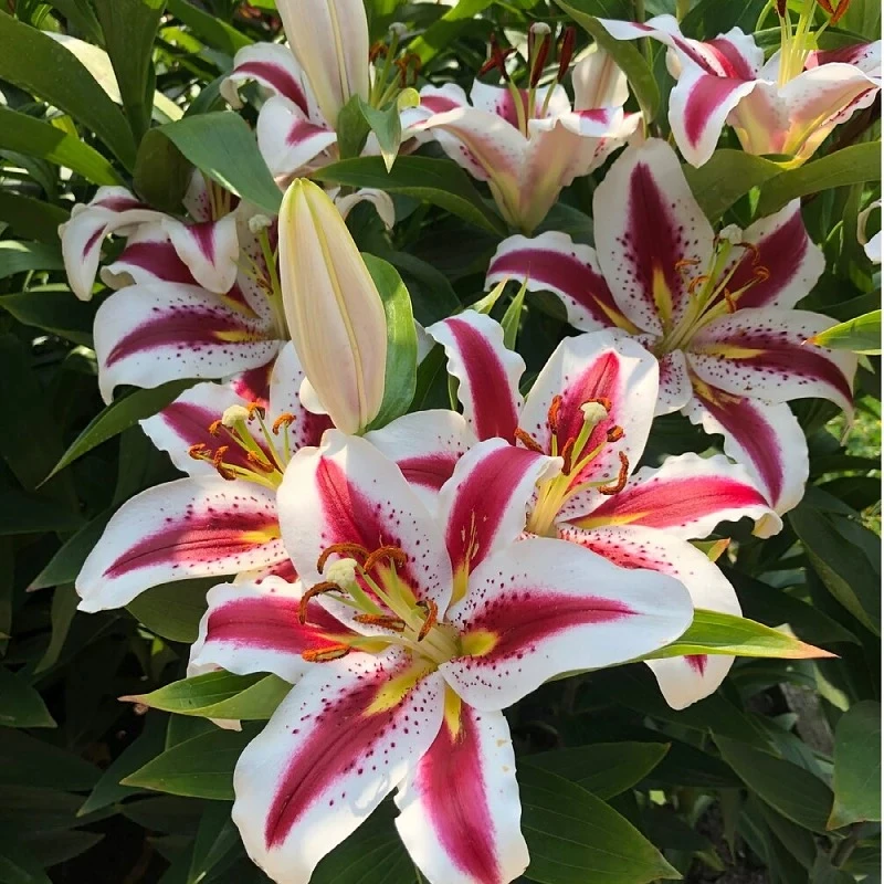 【笑脸】1颗球浓香复色好养大花单瓣11/12四季可种庭院阳台种植耐寒