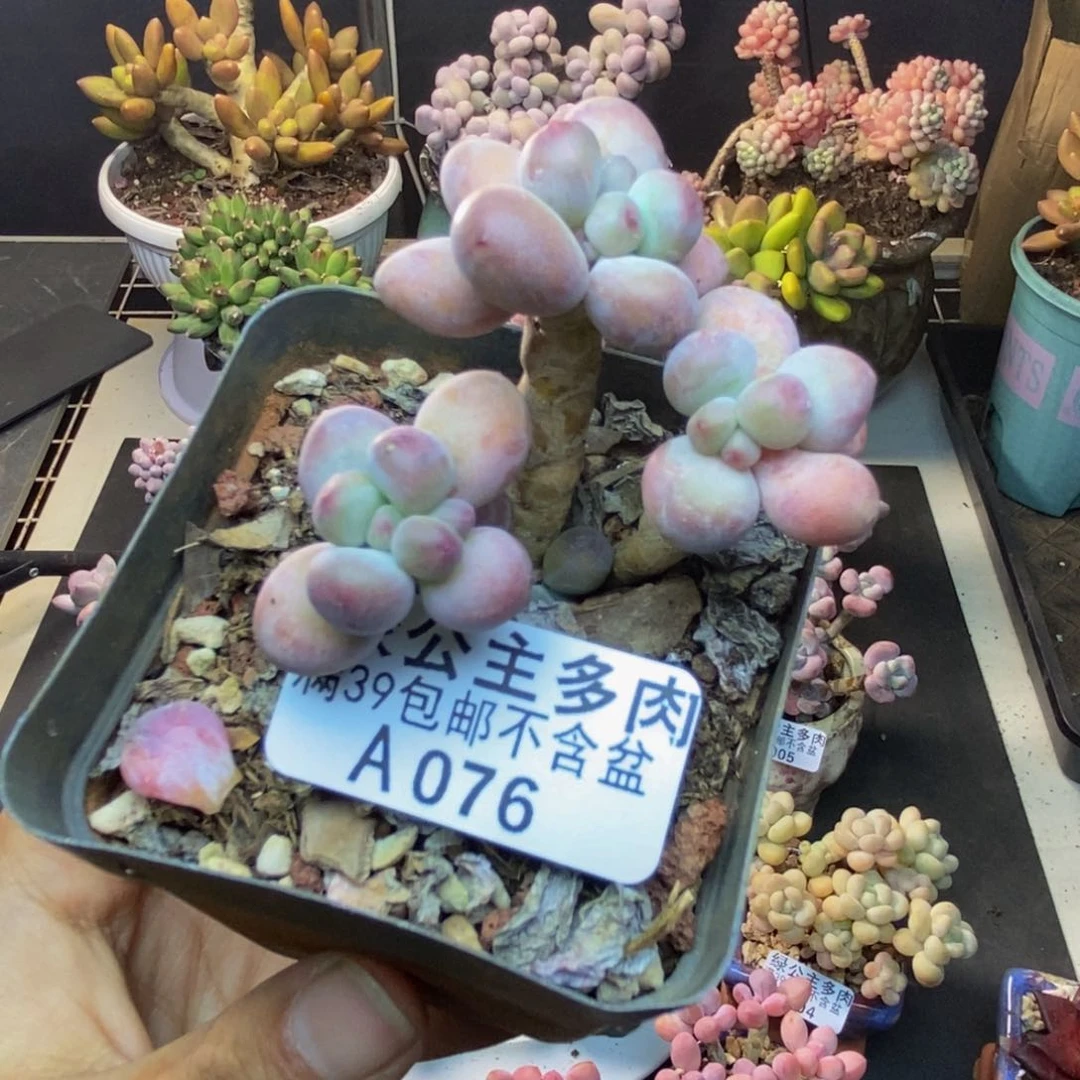 076苹果奶一代多肉5c m