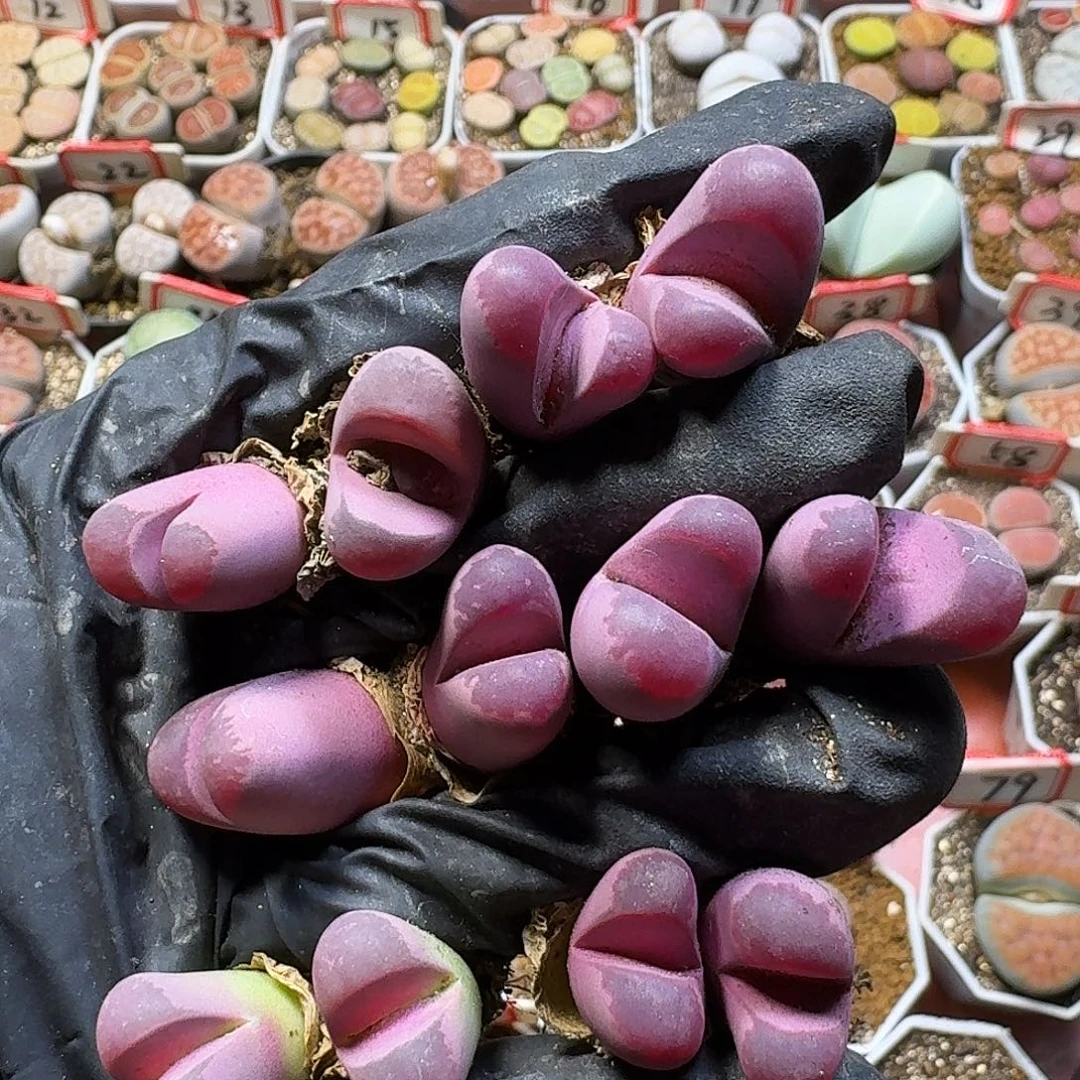 生石花22:：。  38号