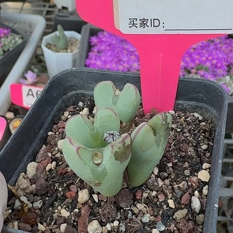 611在中央音乐学院营业执照