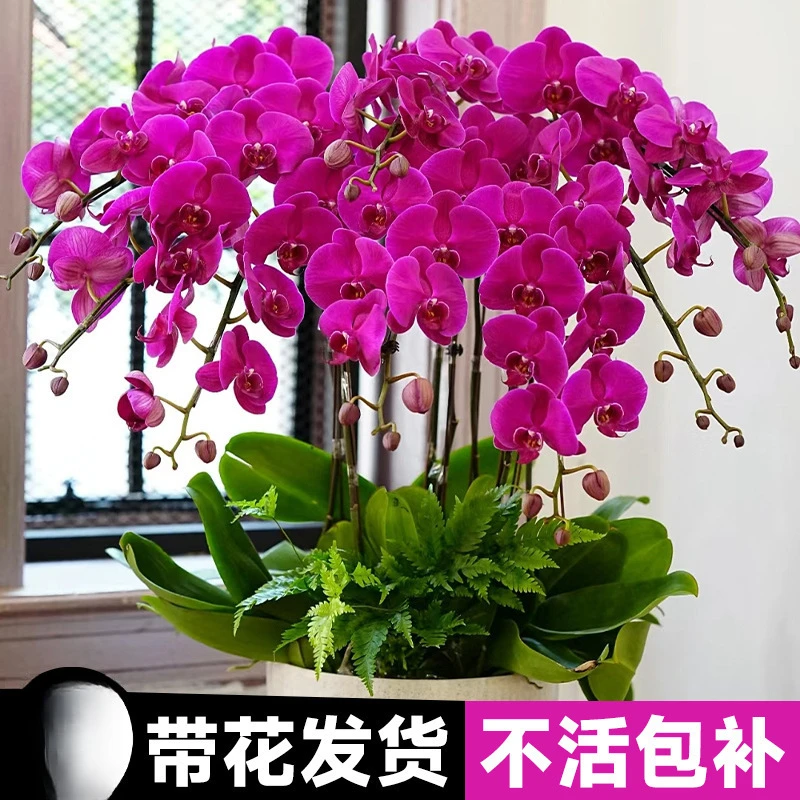 蝴蝶兰盆栽带花苞花剑兰花室内客厅花卉大花型植物好养活大盆