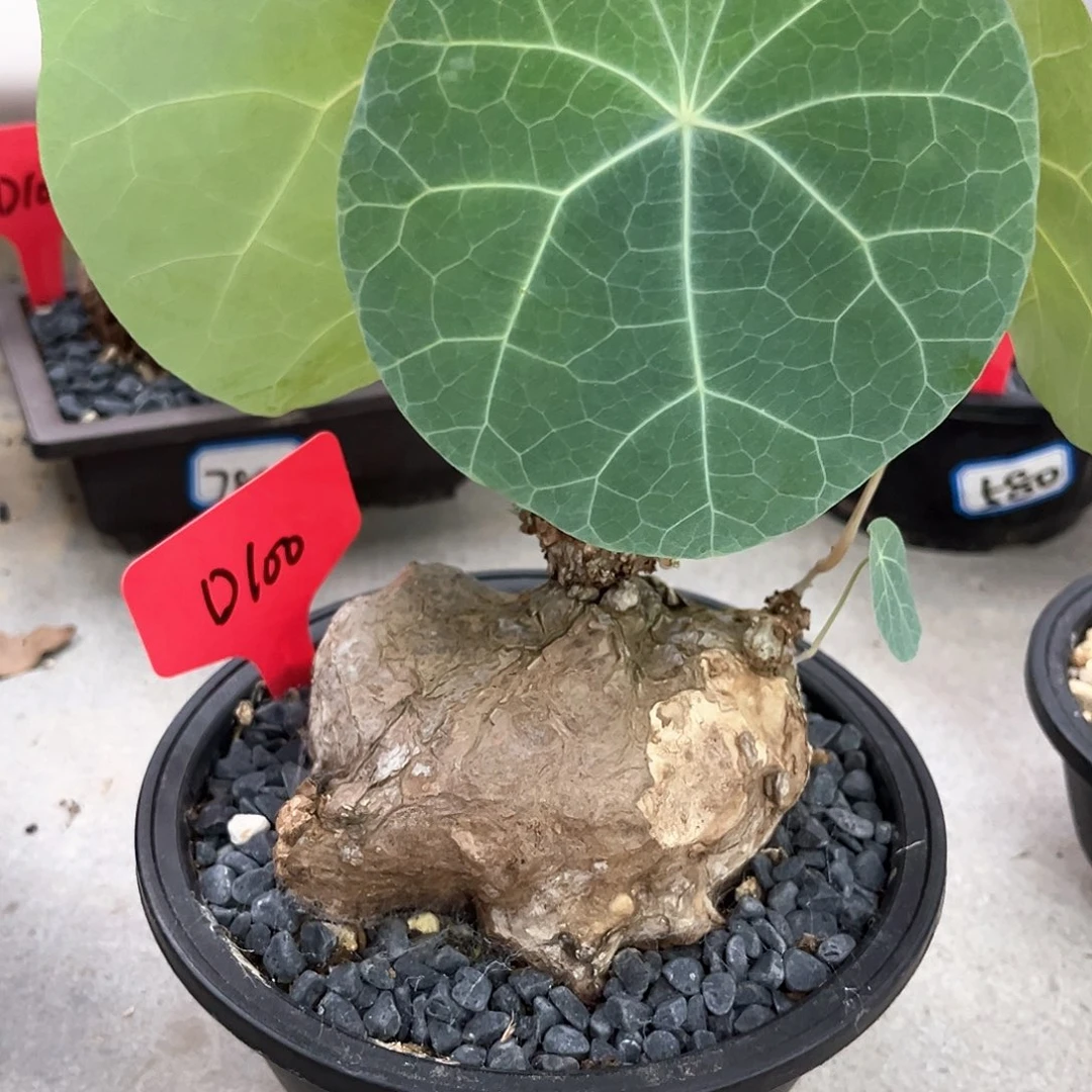 潮流植物优选一叶龟，D100