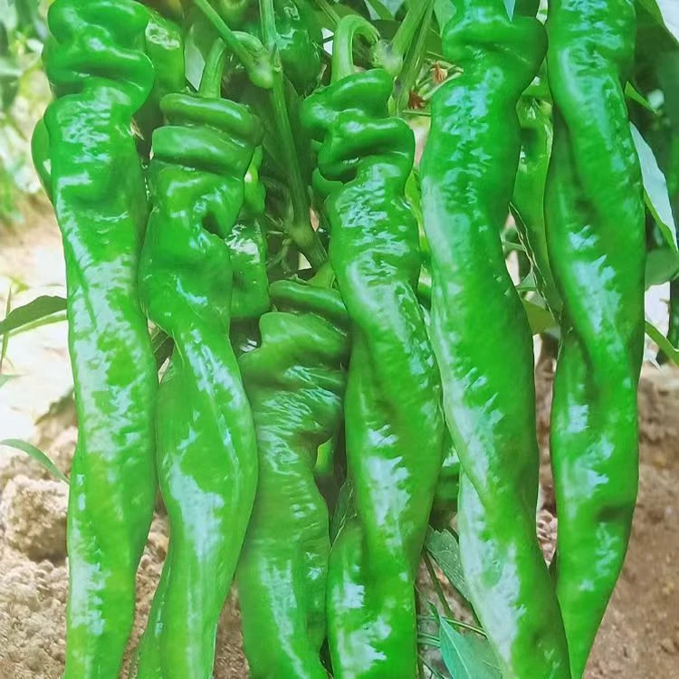 香辣大果螺丝椒秧苗辣椒苗盆栽地栽秧苗不薄皮量大批发新鲜秧苗