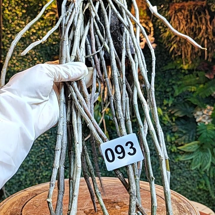 小*文093天宫花花花花卉