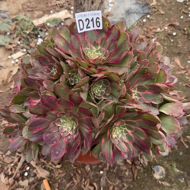 莲花座……多肉植物……