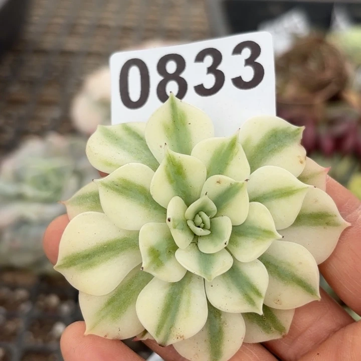 头盖锦满18包邮当场凑单凑不满发顺丰到付