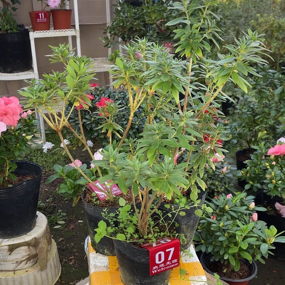 越***好大部分花苞少量开放