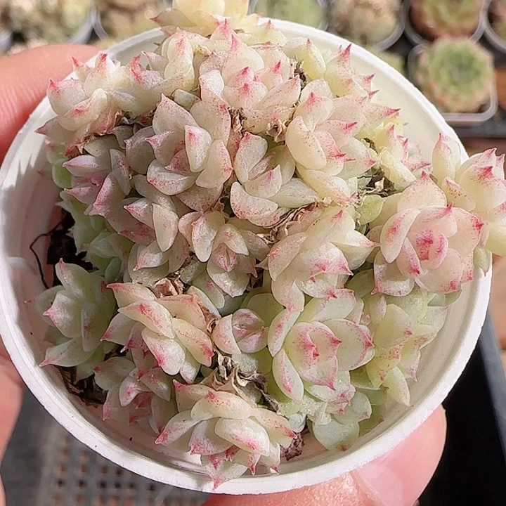 1116------133麦秆群