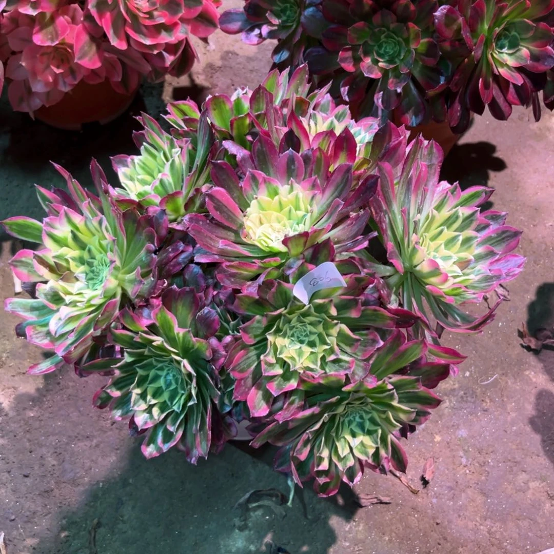 多肉植物天和806