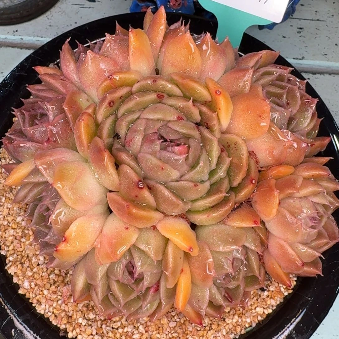 从前慢多肉精选编号1227.147皮皮虾变异