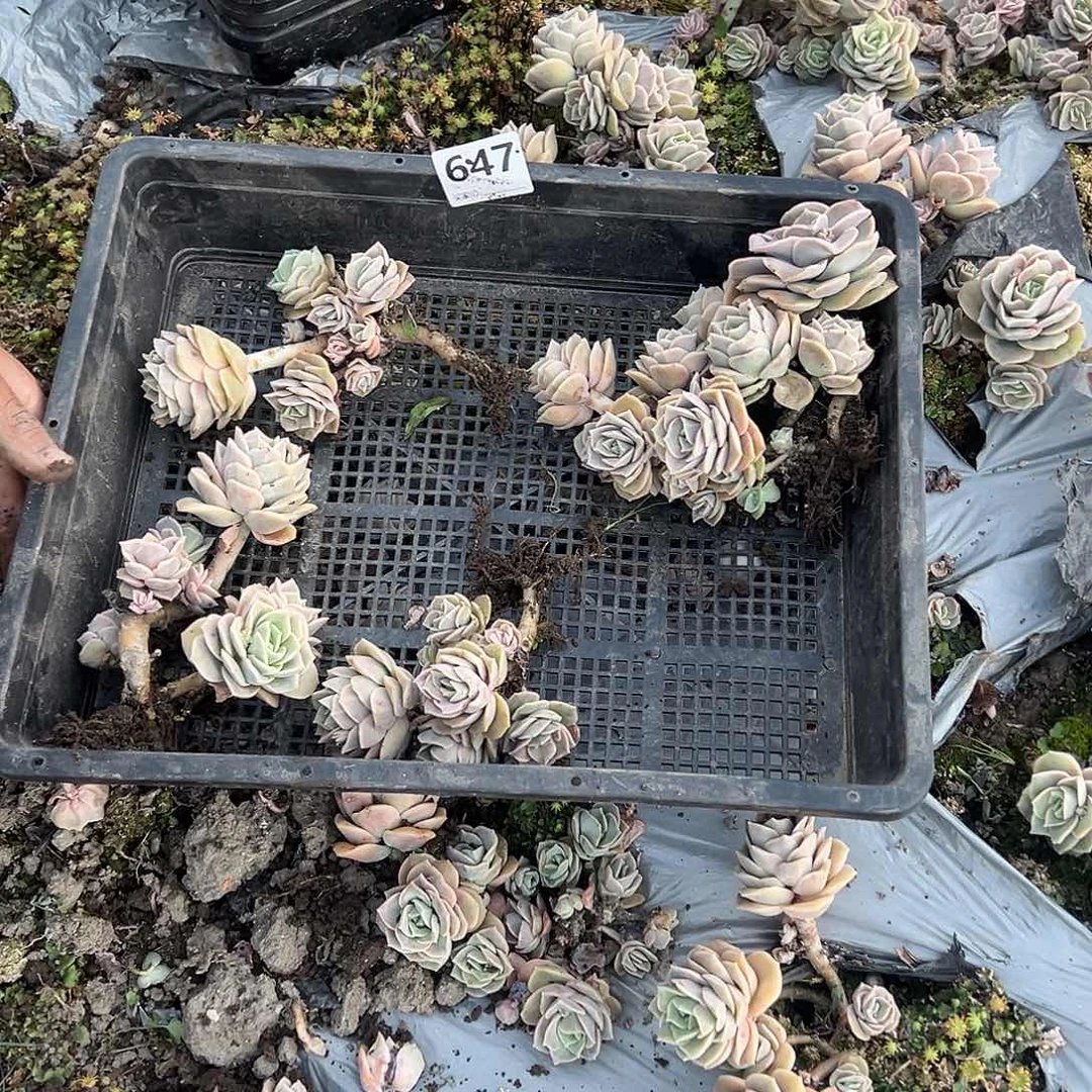 6***姐647号可爱筐拍，不售后