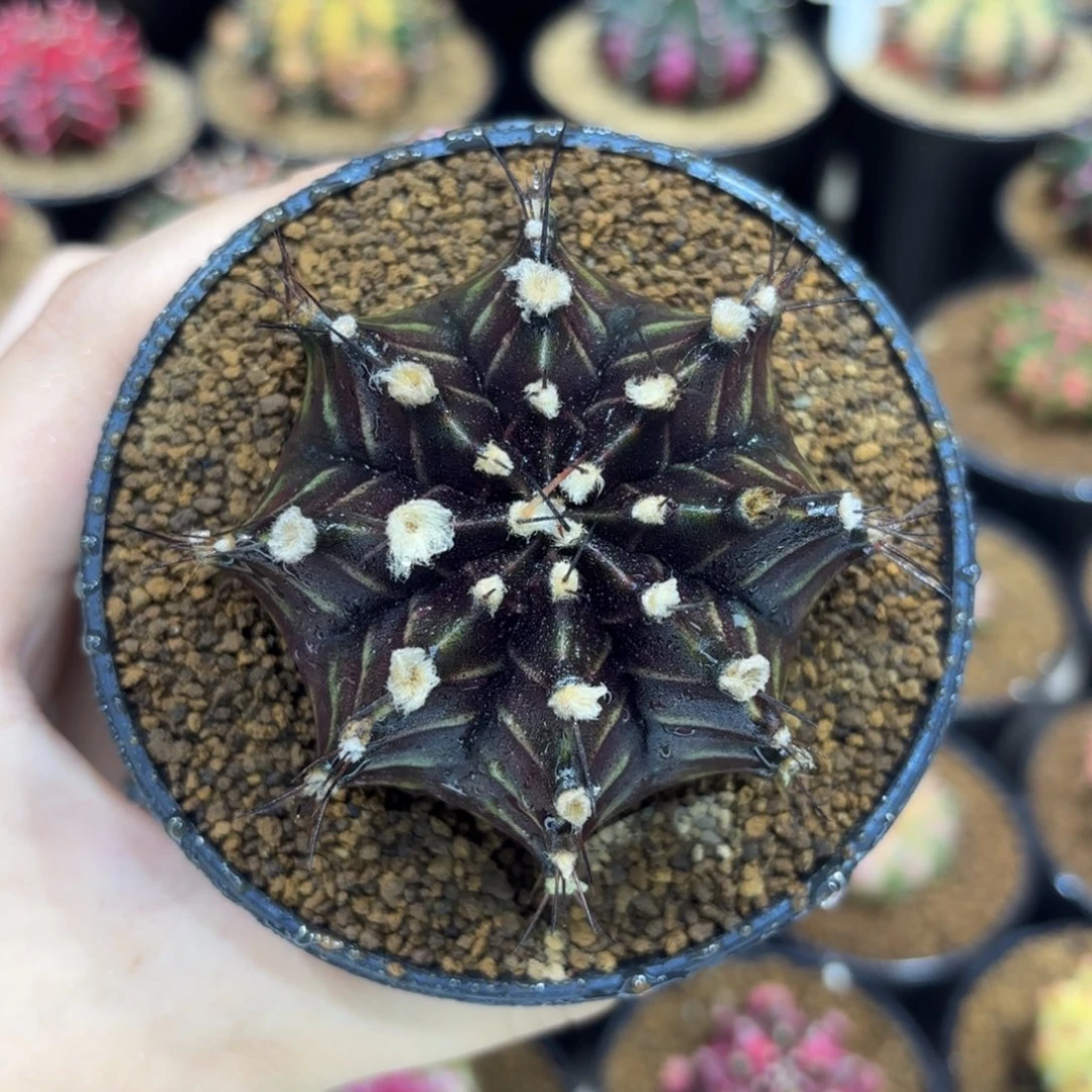 6.3cm超帅气紫黑皮 福利