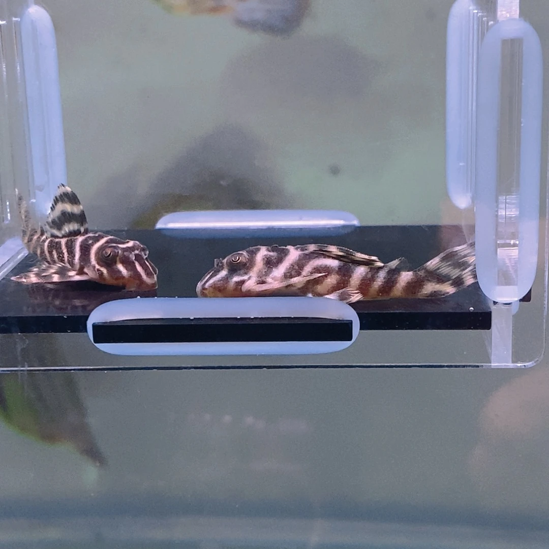 清道夫鱼帝王异型46号