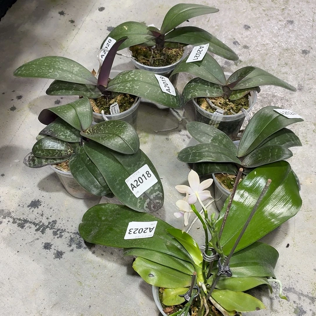 当前无花朵，栽培后可花朵Yss1195 和盈收三号一个
