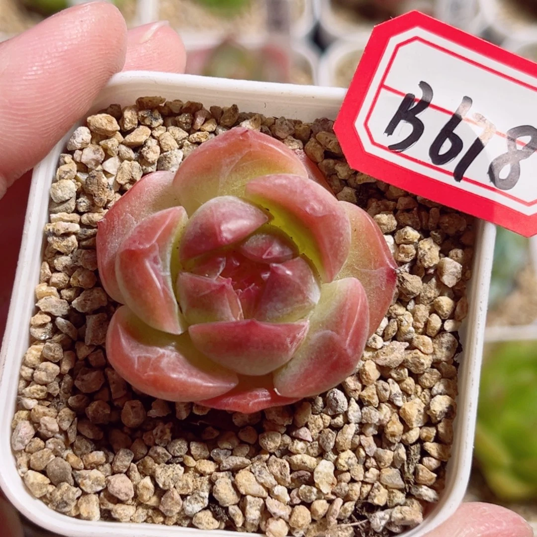 B678 一物一拍 精选珍妮