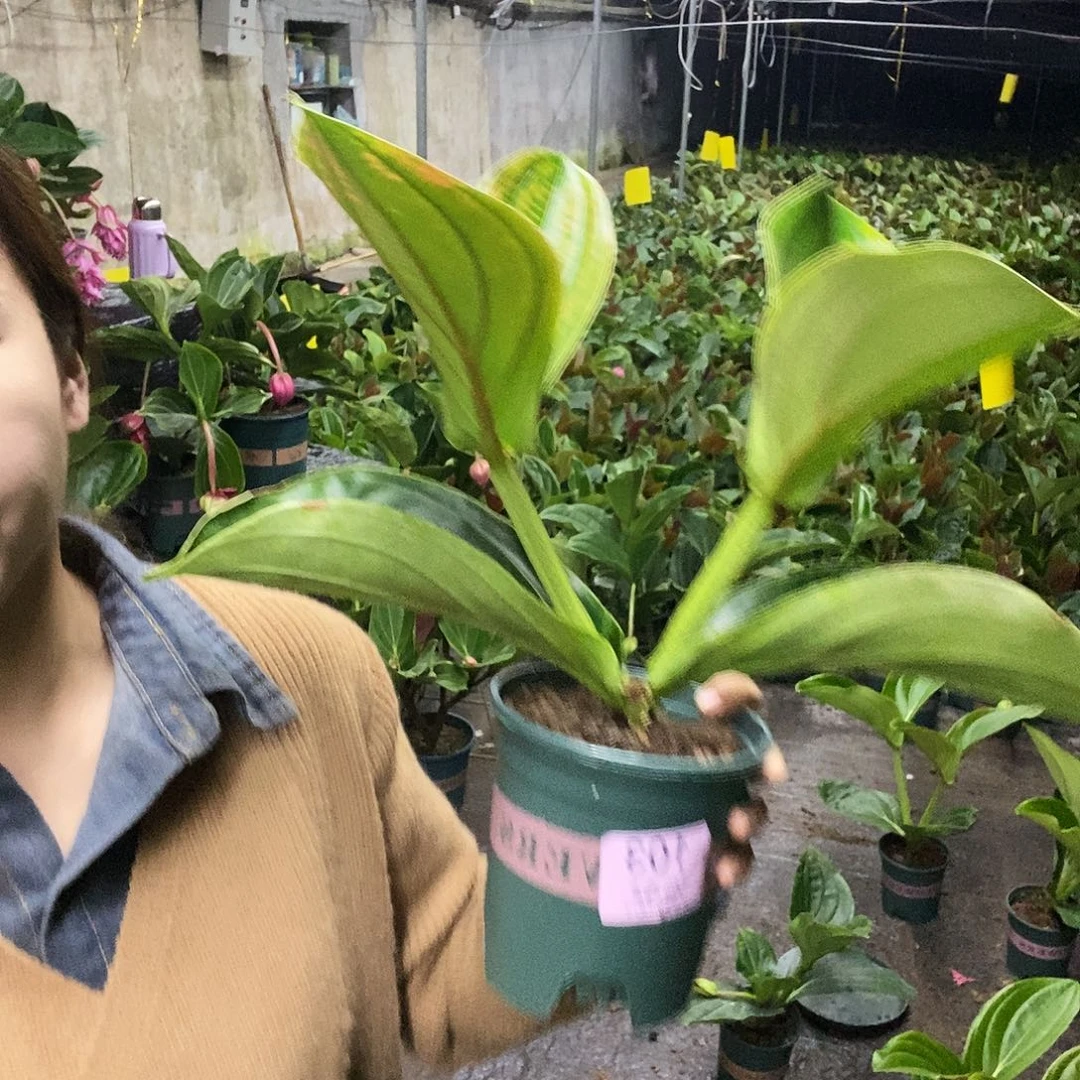 木本植物无***人木本花卉103叶损