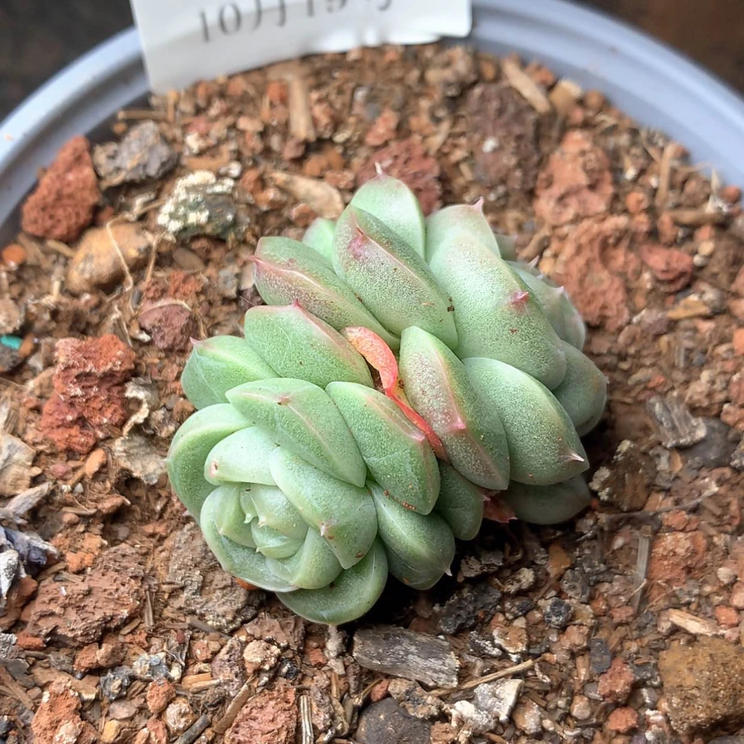 【闪购商品】云551号