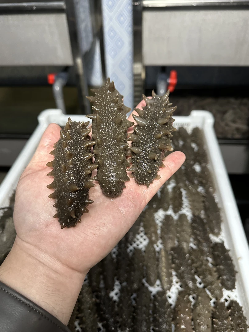 【800/5斤】大连圈货即食海参8-12头 超高皮点高品质高复购 放心吃