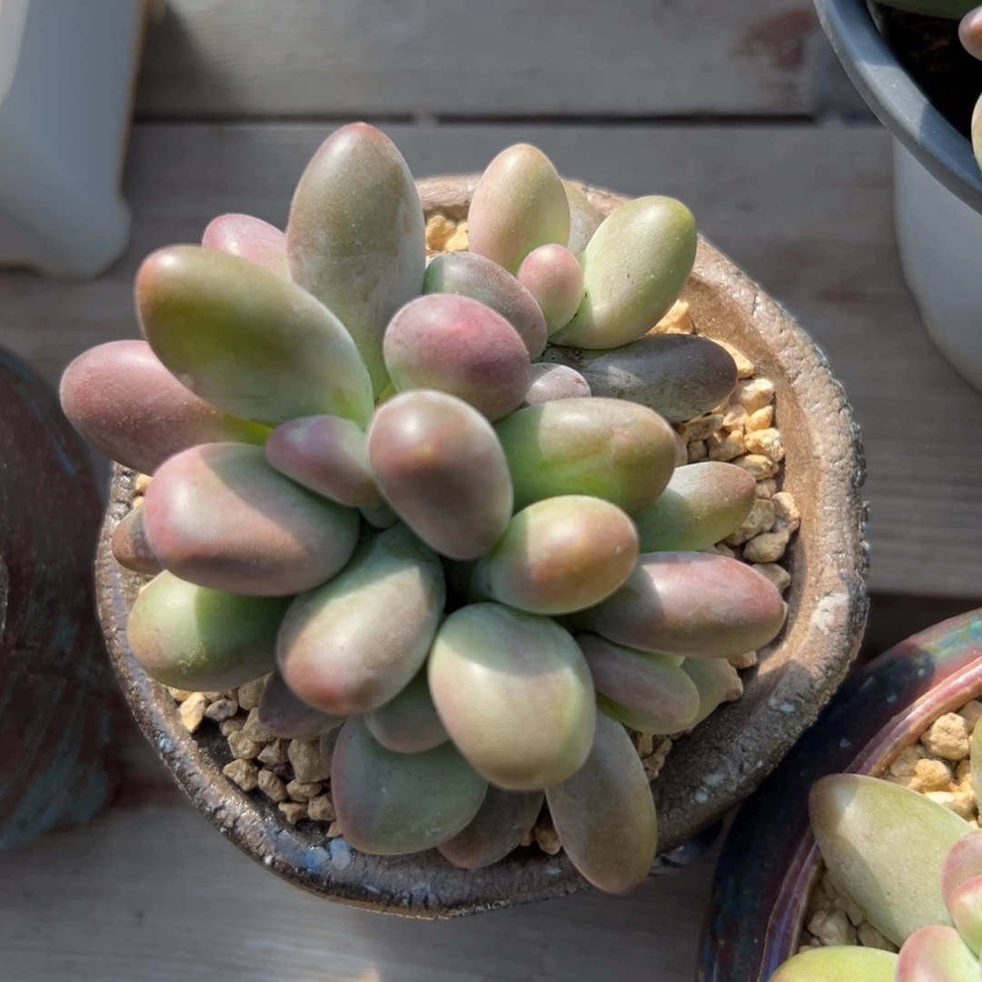 芒果奶111111111111111111