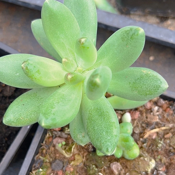 蓝眼睛美人系列个体美人一物一拍