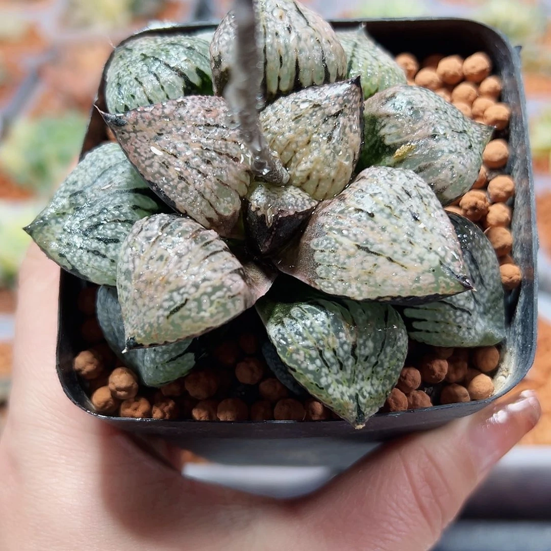 十二卷多肉大久保