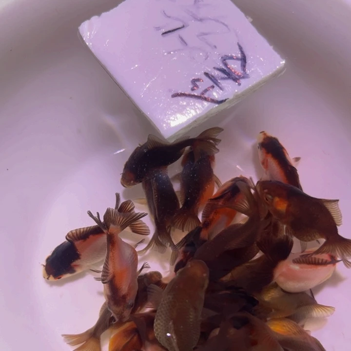 海水商品鱼苗30条爱吃碳水