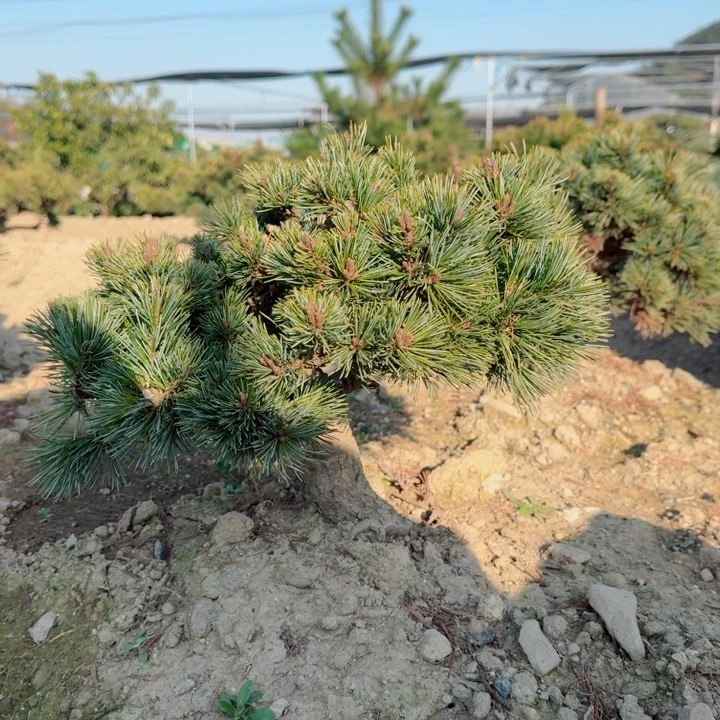 无花朵好****亭d h j k