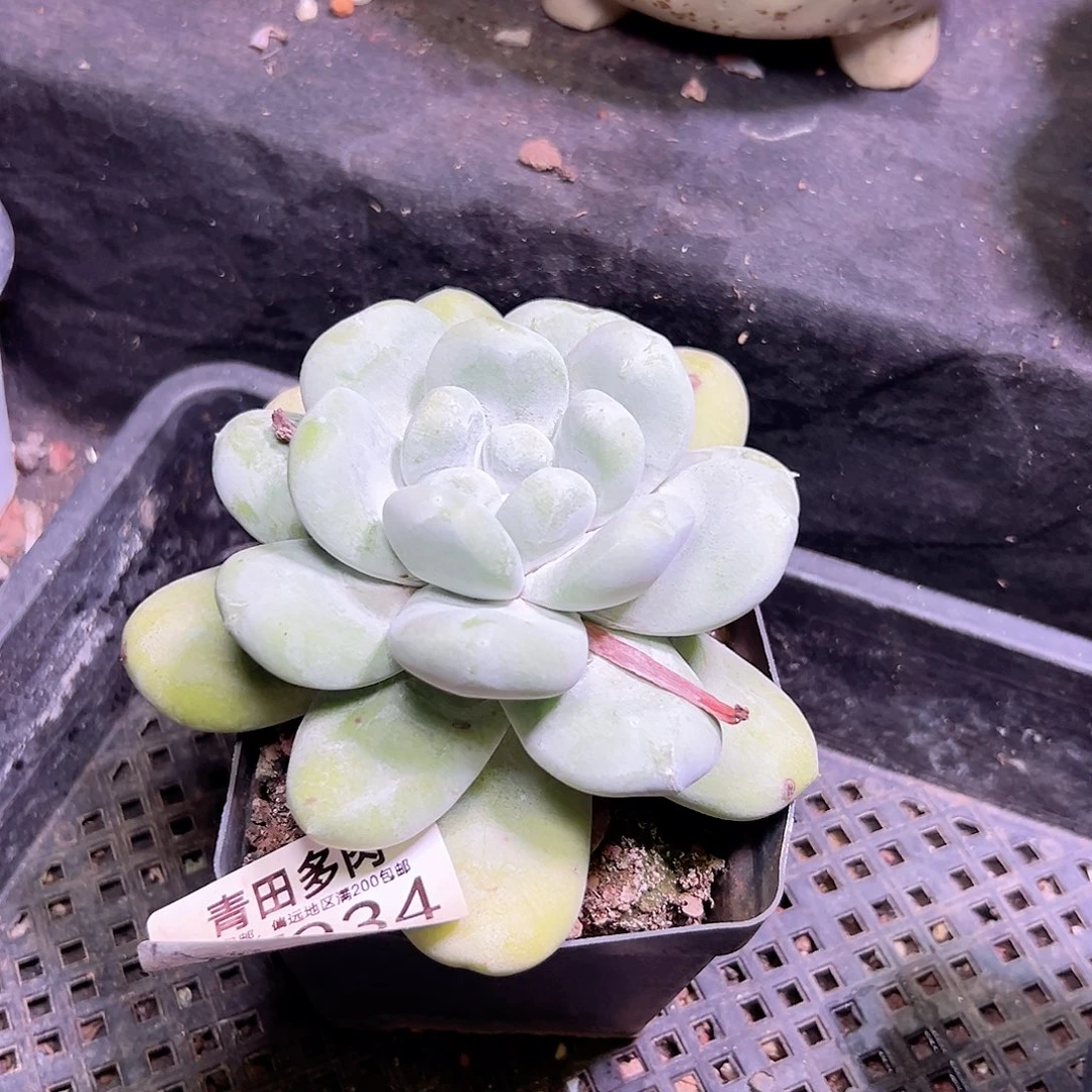 小鹿多肉一物一拍934