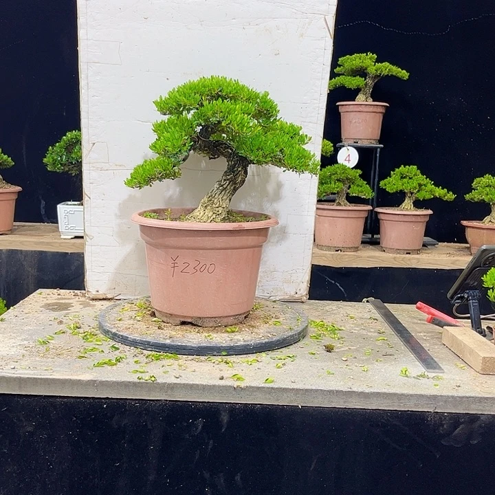 无花朵黄杨盆景四季常绿