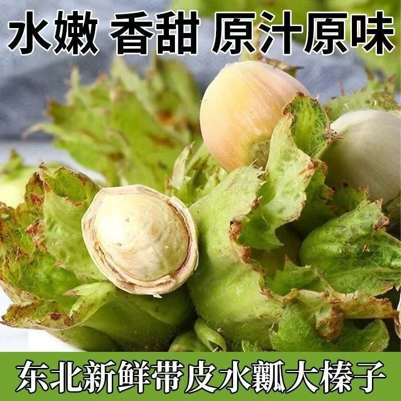 东北新鲜绿皮水仁大榛子现摘现发