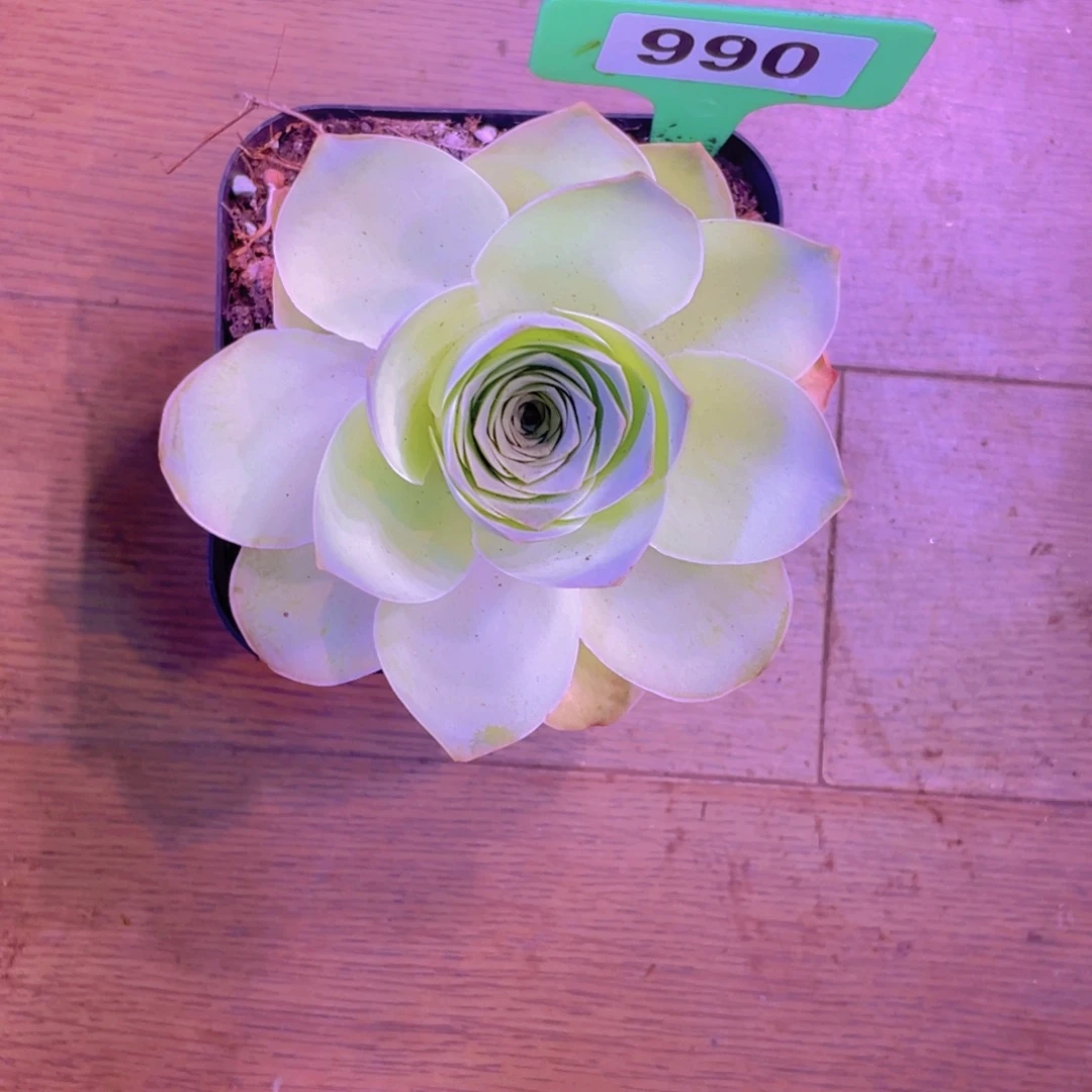 小***嘟单品一物一拍990号山地玫瑰