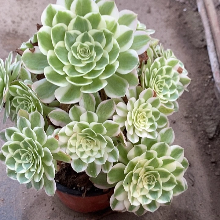 978海王多肉植物法师