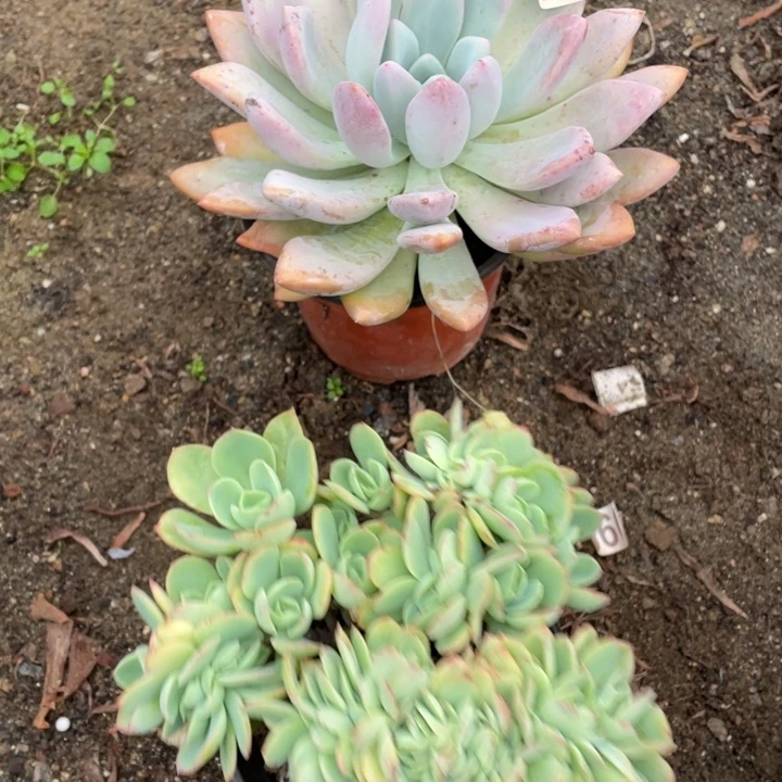 2颗多肉组合一起2颗